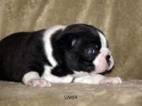 Puppies photos at 24 days