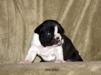 Puppies photos at 24 days