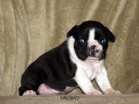 Puppies photos at 24 days