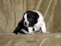 Puppies photos at 24 days