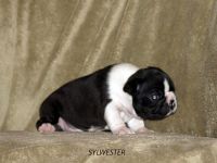 Puppies photos at 24 days