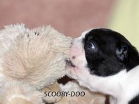 Puppies photos at 30 days