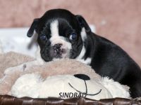 Puppies photos at 30 days