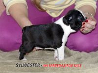 Puppies photos at 30 days