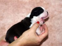 Puppies photos at 14 days